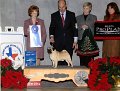 (6) TOY - CH Brazos River Legal Lion - Pug