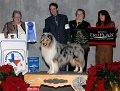 (8) HERDING - CH Sylvan Argent Simply Irresistible - Rough Collie