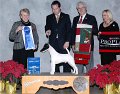(5)TERRIER - GCH CH J'Cobe Broxden The Headliner - Smooth Fox Terrier
