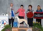3 HOUND - CH Sporting Field's Bahama Sands - Whippet