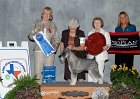 4 WORKING - CH Shalimars Golden Ticket - Standard Schnauzer