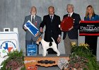 5 TERRIER - CH Dalriada's Mystic - Wire Fox Terrrier