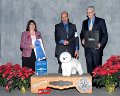 (6) NON-SPORTING - CH Saks Hamelot Little Drummer Boy - Bichon Frise