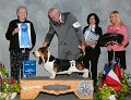 Hound Group Winner - CH Foxglen Deal or No Deal