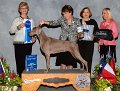 Sporting Group Winner - CH Harline Win'Weim It's My 2nd Martini