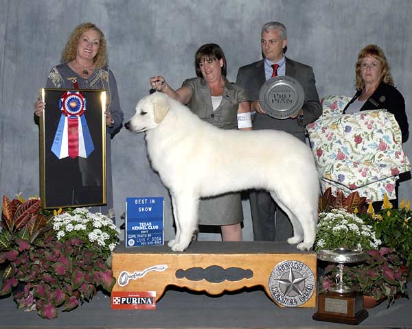 0 BEST IN SHOW - CH GCH Szumeria's Wildwood Silver Six Pence - Kuvasz.jpg - BEST IN SHOW - CH GCH Szumeria's Wildwood Silver Six Pence - Kuvasz