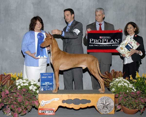 4 HOUND - CH Northgate's As You Like It - Pharaoh Hound.jpg - HOUND - CH Northgate's As You Like It - Pharaoh Hound