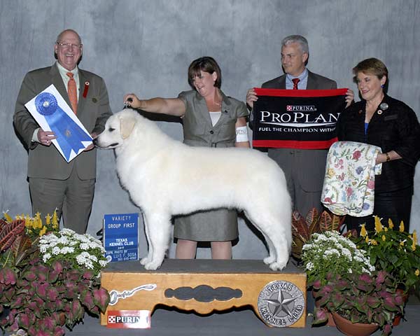 5 WORKING - CH GCH Szumeria's Wildwood Silver Six Pence - Kuvasz.jpg - WORKING - CH GCH Szumeria's Wildwood Silver Six Pence - Kuvasz