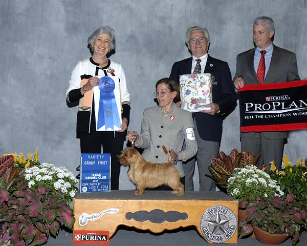 6 TERRIER - Arroyo's Kashi With Tenterra - Norfolk Terrier.jpg - TERRIER - Arroyo's Kashi With Tenterra - Norfolk Terrier