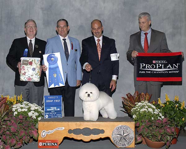 8 NON-SPORTING - CH Saks Hamelot Little Drummer Boy - Bichon Frise.jpg - NON-SPORTING - CH Saks Hamelot Little Drummer Boy - Bichon Frise