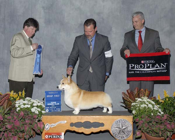 9 HERDING - CH Coventry Pennant - Pembroke Welsh Corgi.jpg - HERDING - CH Coventry Pennant - Pembroke Welsh Corgi