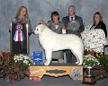 0 BEST IN SHOW - CH GCH Szumeria's Wildwood Silver Six Pence - Kuvasz