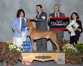 4 HOUND - CH Northgate's As You Like It - Pharaoh Hound
