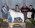 5 WORKING - CH GCH Szumeria's Wildwood Silver Six Pence - Kuvasz