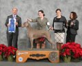 04_Sporting-Group---GCHG-CH-Grauschatten-N'-Nani's-Cabaret-Weimaraner