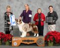 10_Herding-Group_GCHG-CH-Catalina's-Master-Of-Illusio,--Australian-Shepherd