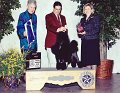 8 NON-SPORTING - CH Reignon Dassin Alexandra - Poodle (Miniature)