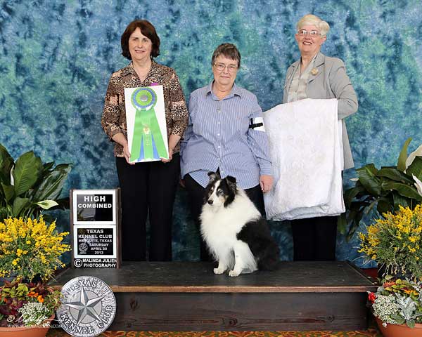 (2)-HC-Rally---OTCH-Windanc.jpg -  HC Rally - OTCH Windance Black Avenger RE AXP OJP OFP UDX8 OM4 AX AXJ - Shetland Sheepdog