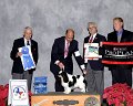 7 - TOY GROUP - CH Royalist Ready to Reign - English Toy Spaniel (B & BC)
