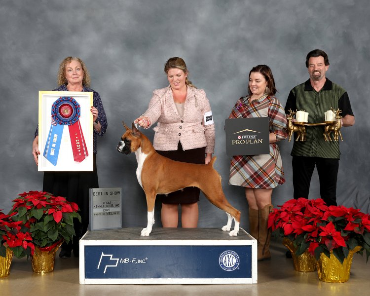 BIS: GCHG KP Burlwood Who's Looking Now - Boxer