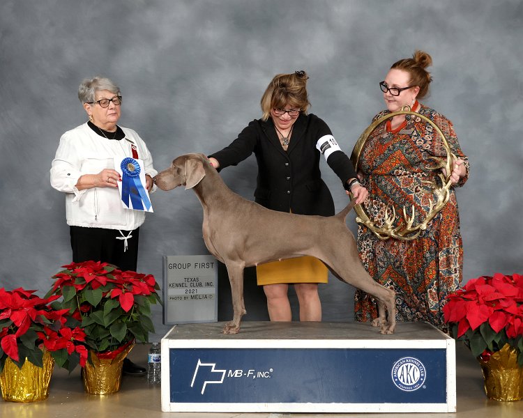 Sporting Group: GCH Winweim Breica Harling Purple Rain - Weimaraners