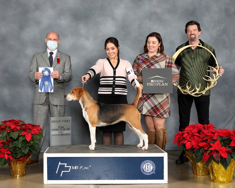 Hound Group: GCHB Blythmoor Sheez Beez Tell Me No Tales - Harriers