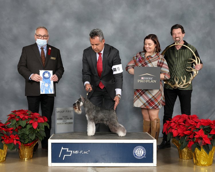 Terrier Group: GCHS Sky High Wish Upon a Star - Miniature Schnauzer