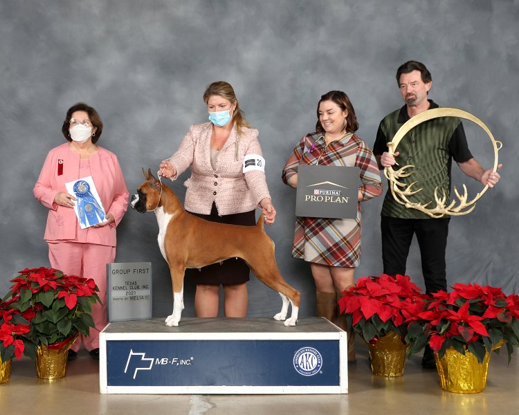 Working Group: GCHG KP Burlwood Who's Looking Now - Boxer