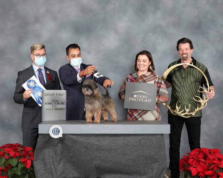 Toy Group: CH Tamarin Tattoo - Affenpinschers