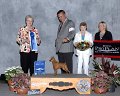 6 - TOY - GCH CH Marlex Classic Red Glare - Miniature Pinscher