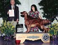 B-1 SPORTING - BRED BY EXHIBITOR - Irish Setter