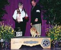 V-5 TOY - VETERAN - CH Glen Iris Distant Lady - Pomeranian