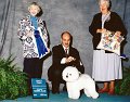 6 NON-SPORTING - CH Special Times Just Right! - Bichon Frise