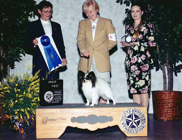 7 TOY - CH Whitestar's Tri'd-N-True - Papillon.jpg - TOY - CH Whitestar's Tri'd-N-True - Papillon