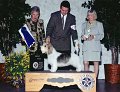 4 HOUND - CH Pepperhill Dehra Charmaine - Petit Basset Griffon Vendeen