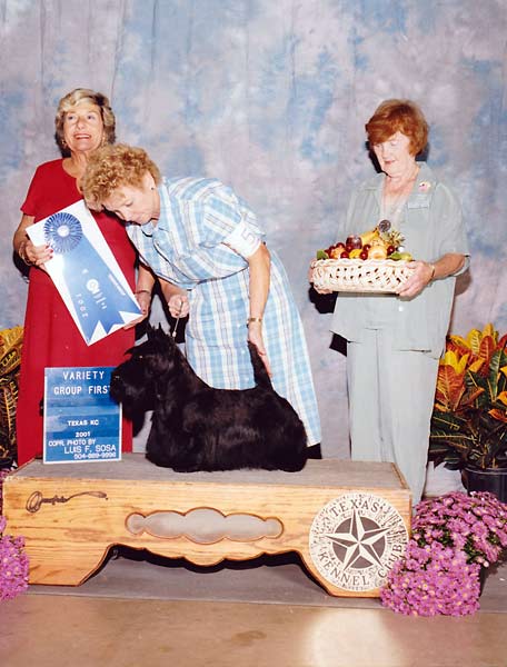 4 TERRIER - CH Carpescot Charismatic Devil - Scottish Terrier.jpg - TERRIER - CH Carpescot Charismatic Devil - Scottish Terrier