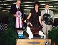 0 BEST IN SHOW - CH Salilyn N Erin's Shameless - English Springer Spaniel