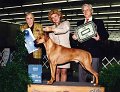 2 HOUND - CH Wetu Of Kalahari -Rhodesian Ridgeback