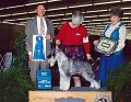 3 WORKING - CH Charisma Jailhouse Rock - Standard Schnauzer
