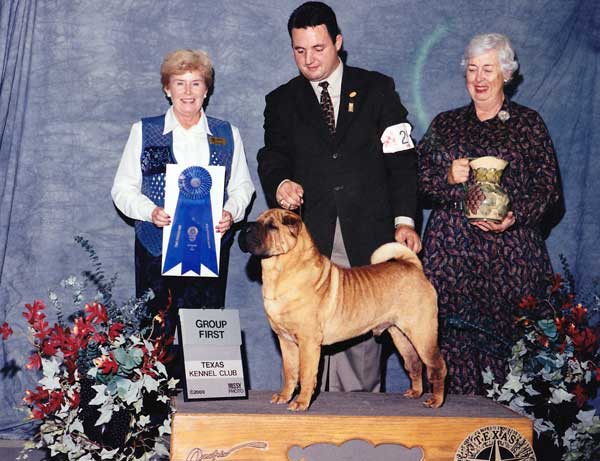 6 NON-SPORTING - CH Maplestone's Jacen JT - Chinese Shar-Pei.jpg -  NON-SPORTING - CH Maplestone's Jacen JT - Chinese Shar-Pei