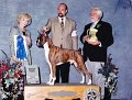 3 WORKING - CH Storybooks Rip It Up - Boxer