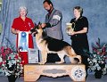 7 HERDING - CH MT Maple Bewitched At White Oak - German Shepherd Dog