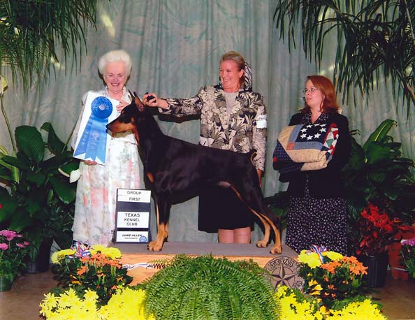 3 WORKING - CH Star A-Cross Texas Dob Mann - Doberman Pinscher.jpg