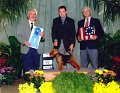 4 TERRIER - CH Tothwood's American Beauty - Welsh Terrier