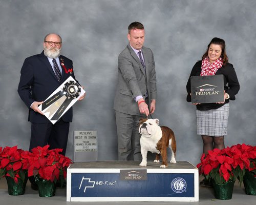 RBIS: GCHG CH Cherokee Legend Encore, Bull Dog