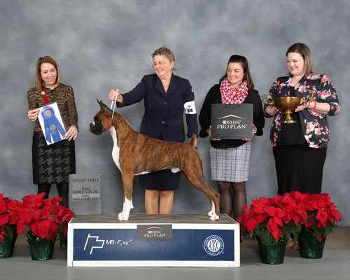 Working Group: GCHB CH Can-Cia And Marburl's King Of Swing , Boxer