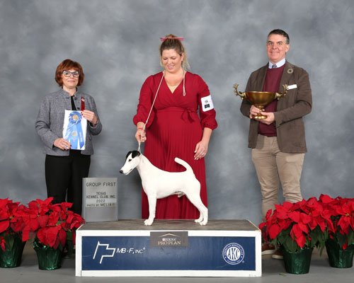 GCHS CH Pinnacle Broxden Lickety Split, Smooth Fox Terrier