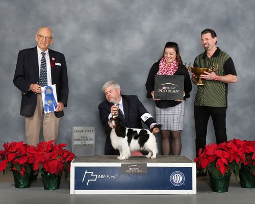 Toy Group: 	GCHS CH Ringo Star Ot Nevskogo Hobbita, Blenheim & Prince Charles English Toy Spaniel