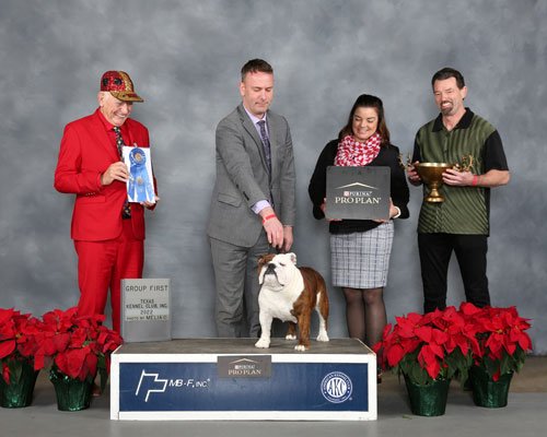  Working Group: GCHG CH Cherokee Legend Encore, Bull Dog