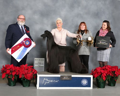 BIS: GCHP CH Sunlit's King Of Queens,  Afghan Hound